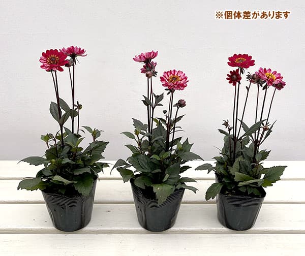 プチダリア（銅葉系）：フレディーストロベリー3-3.5号ポット