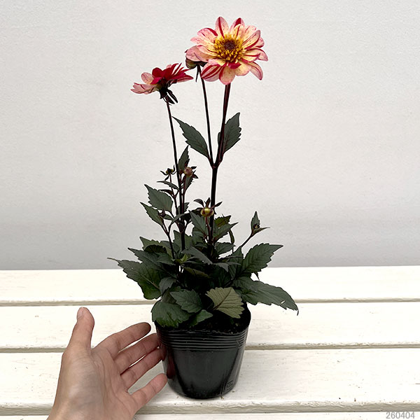 プチダリア（銅葉系）：フレディー3-3.5号ポット