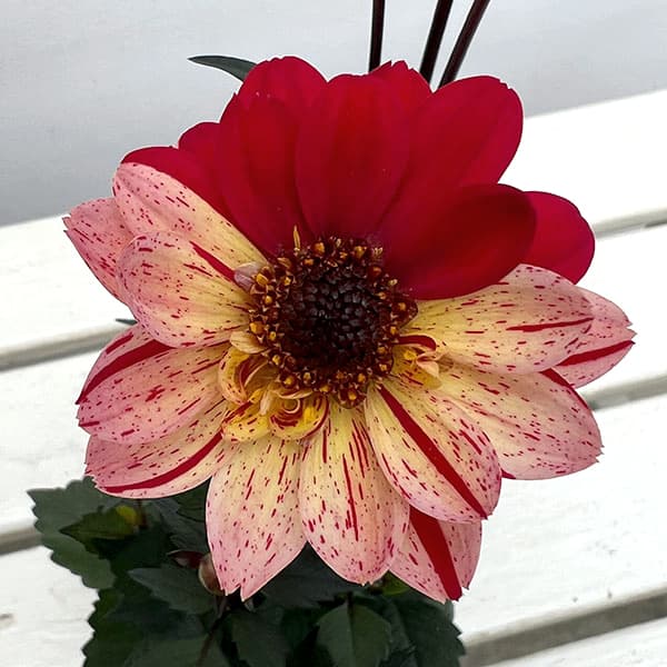 プチダリア（銅葉系）：フレディー3-3.5号ポット