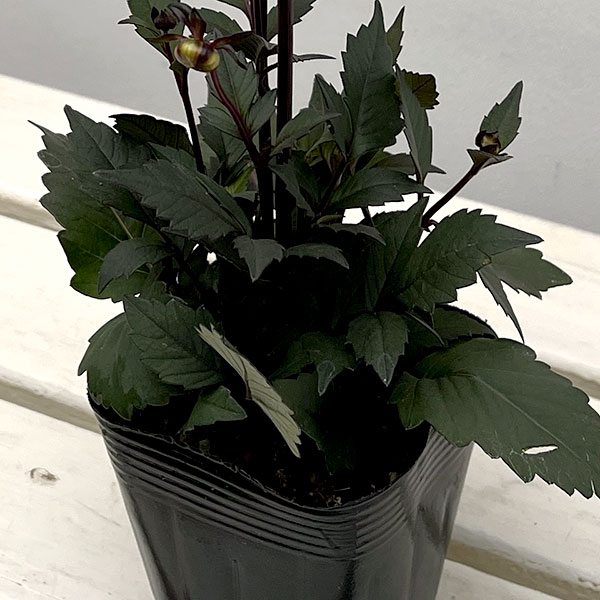 プチダリア（銅葉系）：フレディー3-3.5号ポット