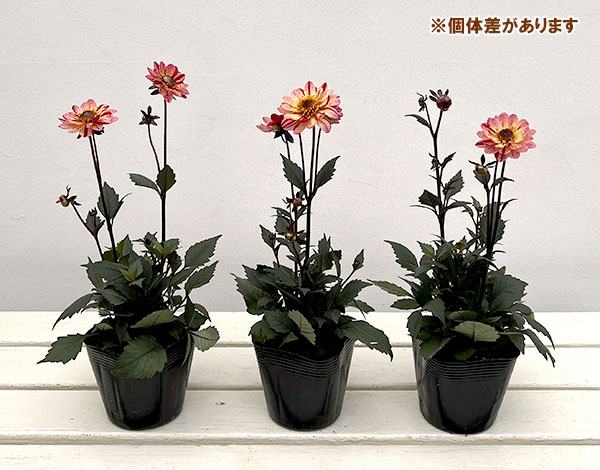 プチダリア（銅葉系）：フレディー3-3.5号ポット