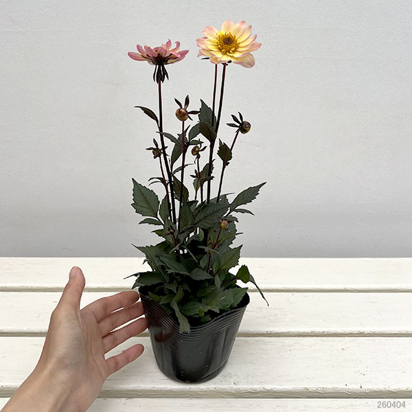 プチダリア（銅葉系）：ピーチラバーズ3-3.5号ポット