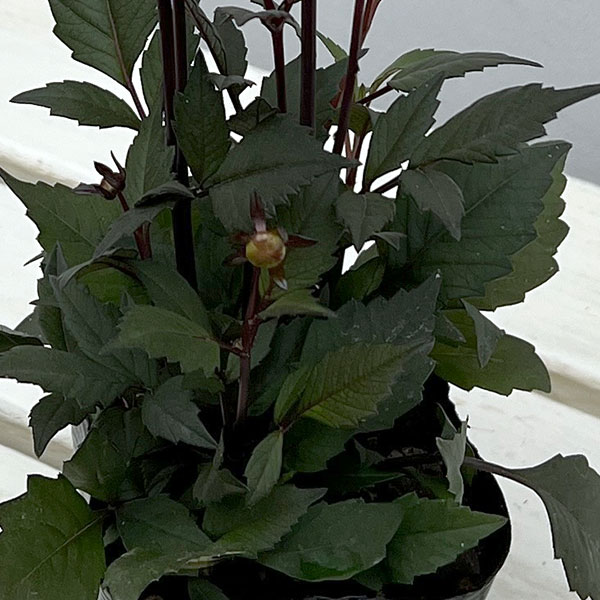 プチダリア（銅葉系）：ピーチラバーズ3-3.5号ポット