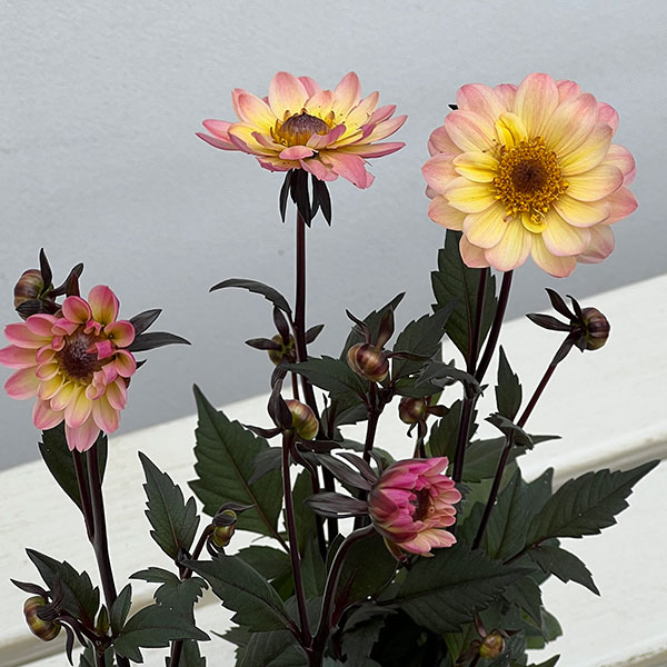 プチダリア（銅葉系）：ピーチラバーズ3-3.5号ポット