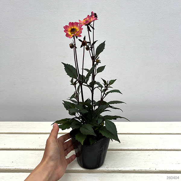 プチダリア（銅葉系）：ピンクバード3-3.5号ポット