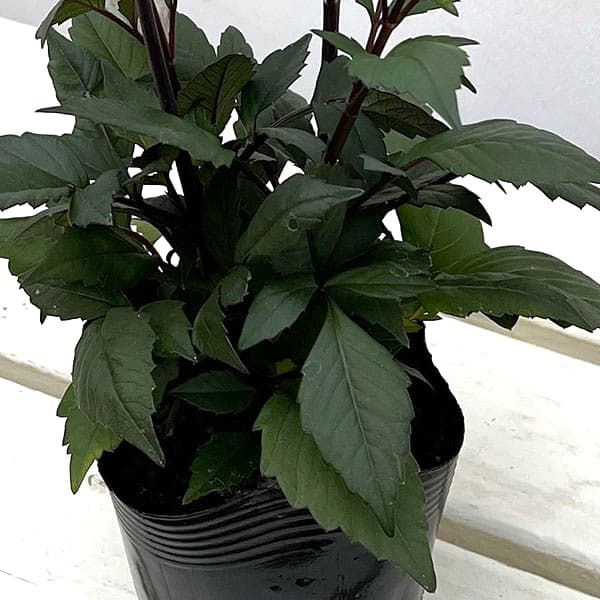 プチダリア（銅葉系）：ピンクバード3-3.5号ポット