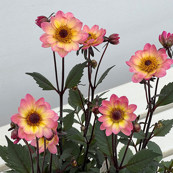 プチダリア（銅葉系）：ピンクバード3-3.5号ポット