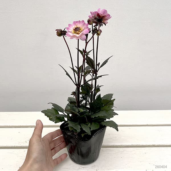 プチダリア（銅葉系）：さくらパール3-3.5号ポット