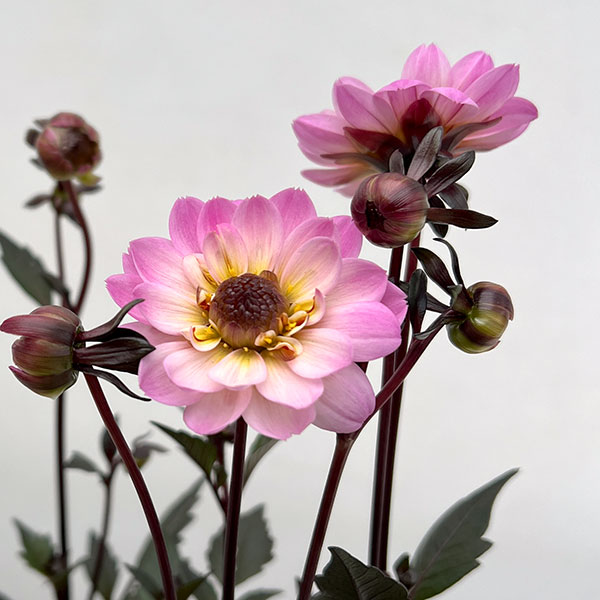 プチダリア（銅葉系）：さくらパール3-3.5号ポット