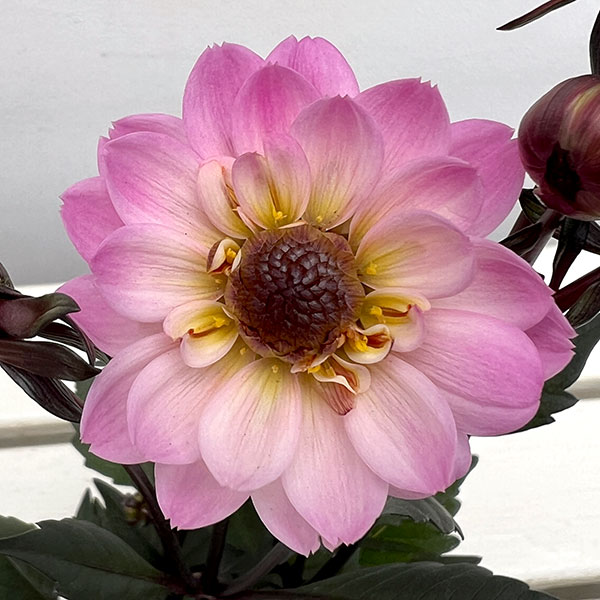 プチダリア（銅葉系）：さくらパール3-3.5号ポット