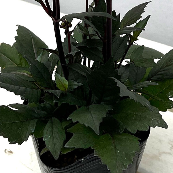 プチダリア（銅葉系）：さくらパール3-3.5号ポット