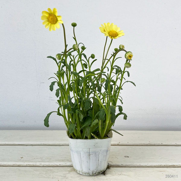 クリサンセマム：ムルチコーレ　アップライトクリーム3.5号ポット