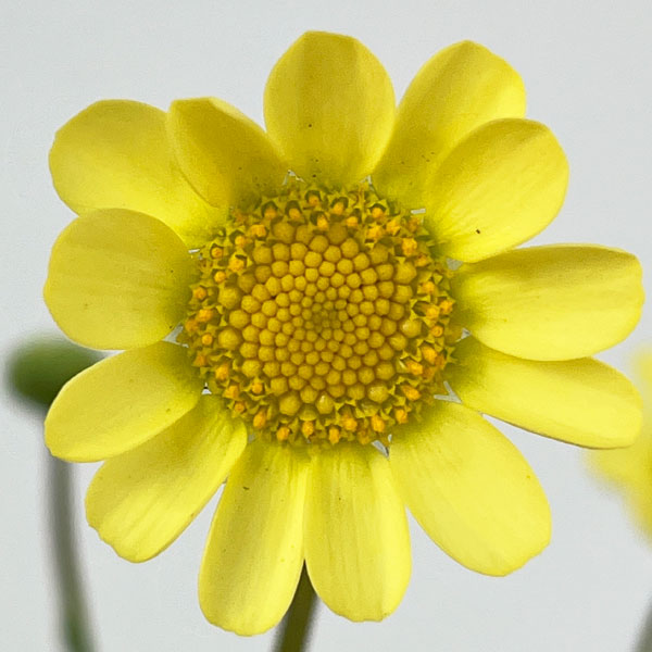 クリサンセマム：ムルチコーレ　アップライトクリーム3.5号ポット