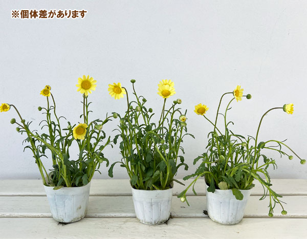 クリサンセマム：ムルチコーレ　アップライトクリーム3.5号ポット