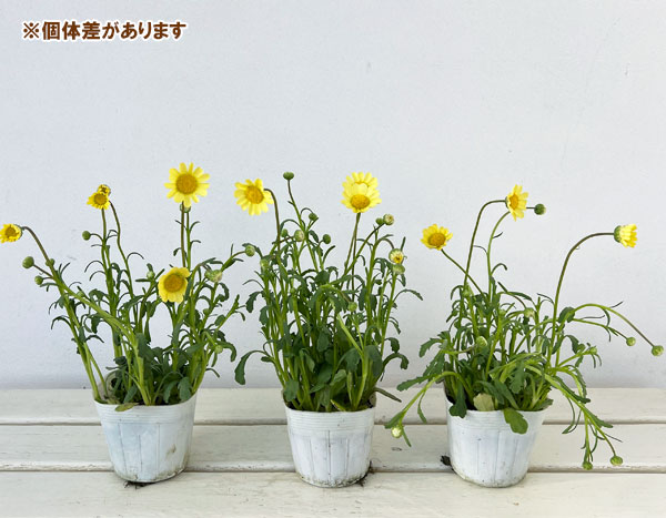 クリサンセマム：ムルチコーレ　アップライトクリーム3.5号ポット