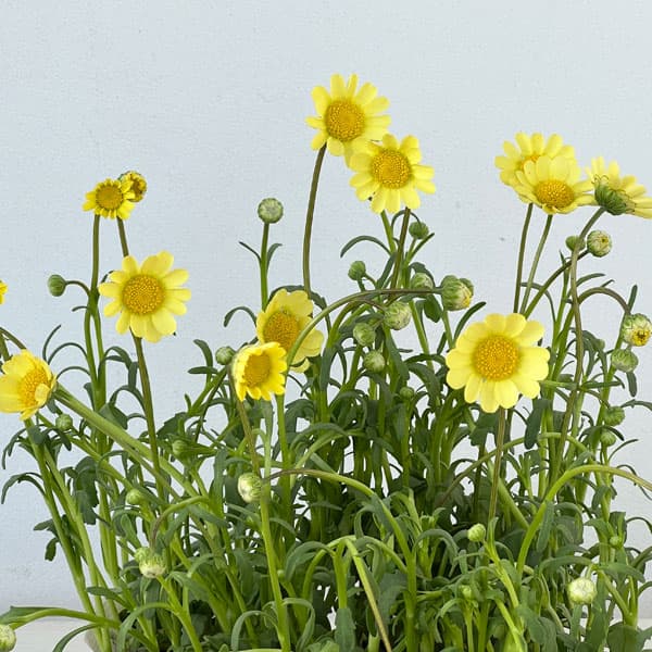 クリサンセマム：ムルチコーレ　アップライトクリーム3.5号ポット