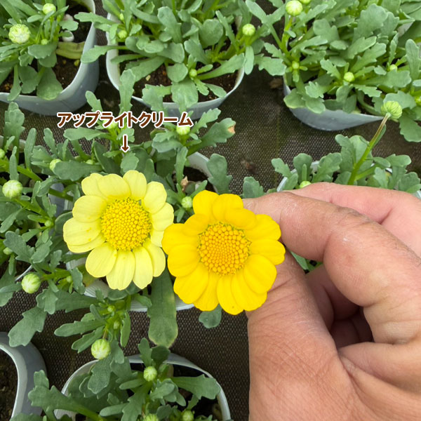 クリサンセマム：ムルチコーレ　アップライトクリーム3.5号ポット