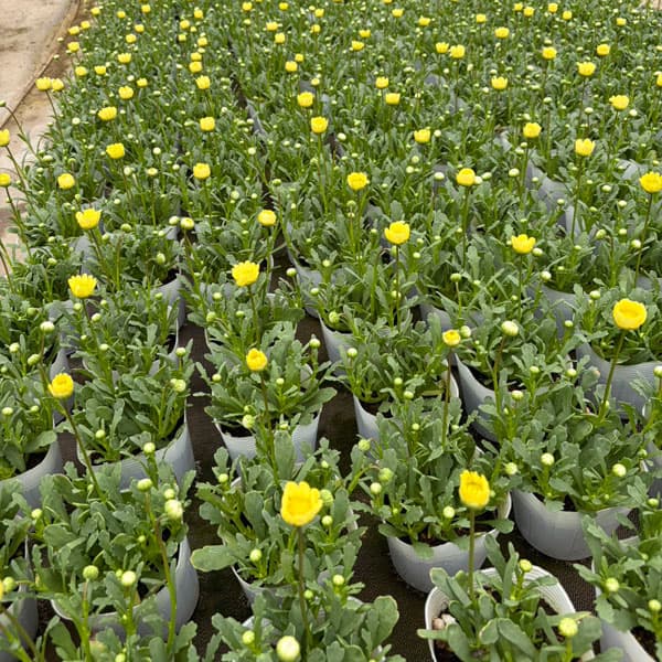 クリサンセマム：ムルチコーレ　アップライトクリーム3.5号ポット