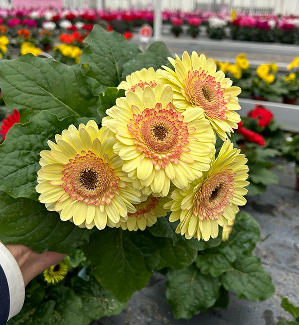 [26年4月下旬予約]ガーベラ：ジョイベラ　サンライズ4号ポット