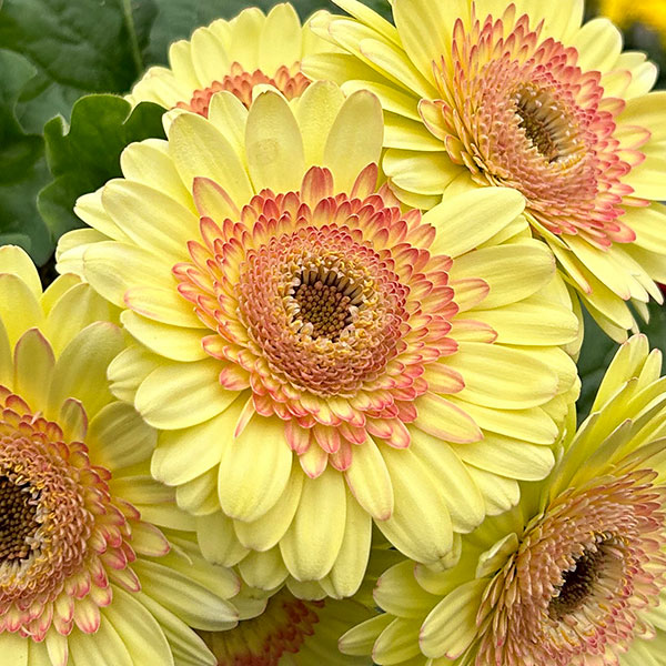 [26年4月下旬予約]ガーベラ：ジョイベラ　サンライズ4号ポット