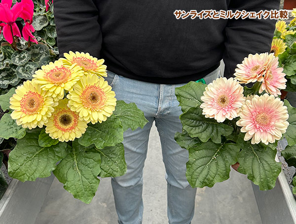 [26年4月下旬予約]ガーベラ：ジョイベラ　サンライズ4号ポット