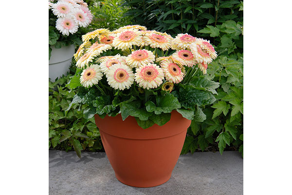 [26年4月下旬予約]ガーベラ：ジョイベラ　サンライズ4号ポット