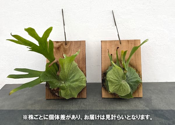 ビカクシダ（コウモリラン）：グランデ　板付け*