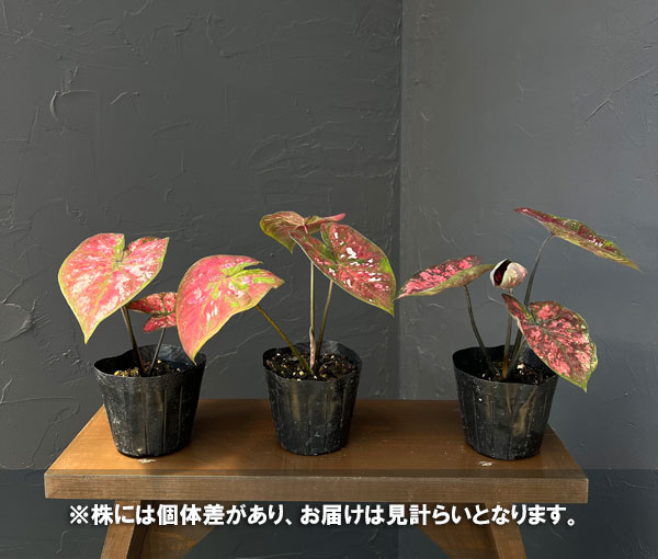 カラジウム：フレイミングホット　3.5号ポット