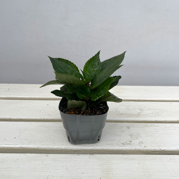 サンパチェンス(R)：パープル(ver.2)3.5号ポット苗