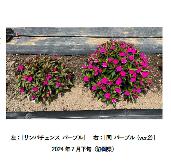 サンパチェンス(R)：パープル(ver.2)3.5号ポット苗