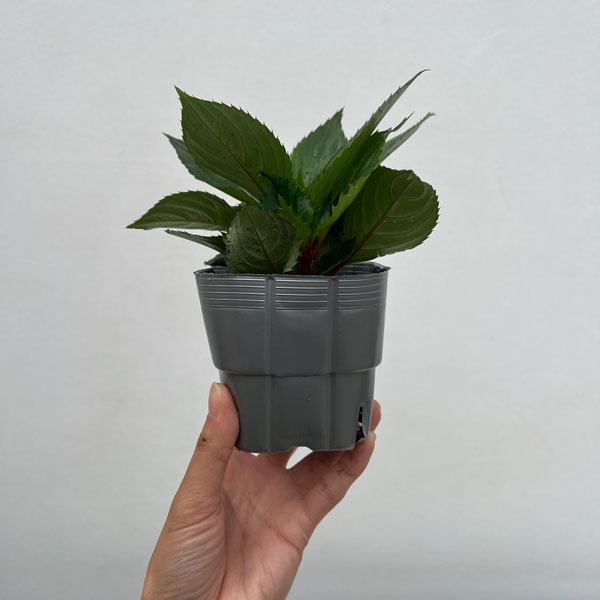 サンパチェンス(R)：パープル(ver.2)3.5号ポット苗