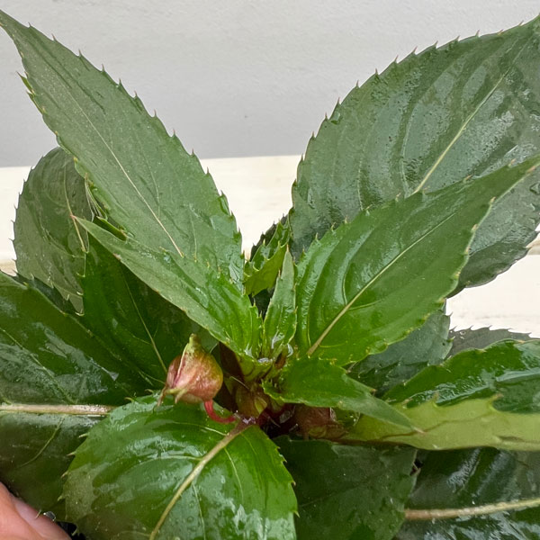 サンパチェンス(R)：パープル(ver.2)3.5号ポット苗