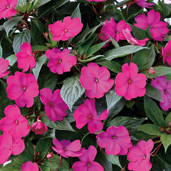 [26年5月中下旬予約]サンパチェンス(R)：パープル(ver.2)3.5号ポット苗*