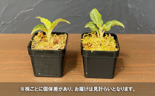 アネクトキルス：フォルモサス×ルディシアデイスカラー　2号ポット