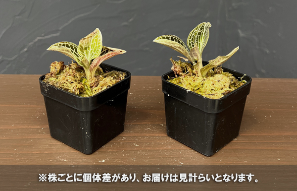 アネクトキルス:ホワイトセンター×ドッシニアマルモラータ 2号ポット