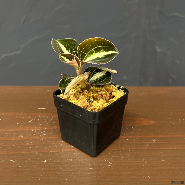 アネクトキルス:ロビアーナス ベトナム 2号ポット