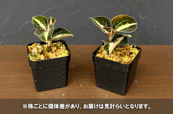 アネクトキルス:ロビアーナス ベトナム 2号ポット