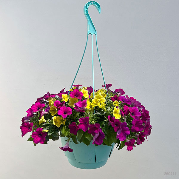 ペチュニア：カラフル3品種植え／フルーツピザ8号スリット吊鉢植え