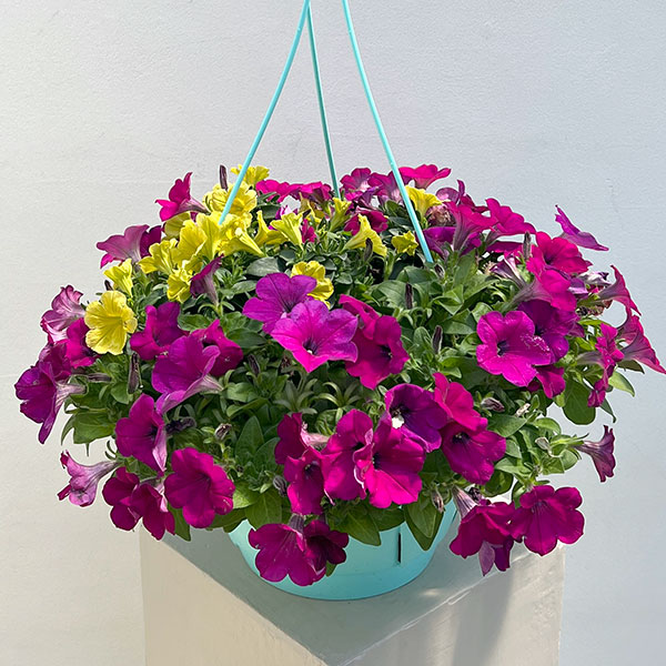 ペチュニア：カラフル3品種植え／フルーツピザ8号スリット吊鉢植え