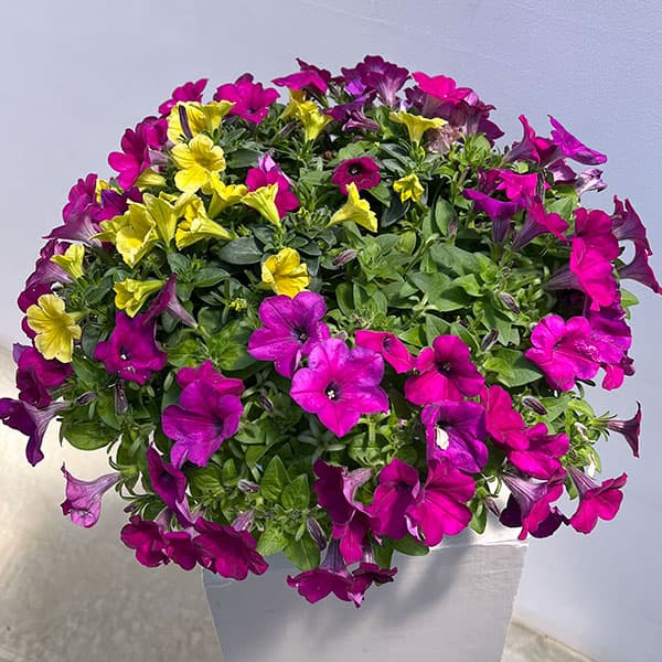 ペチュニア：カラフル3品種植え／フルーツピザ8号スリット吊鉢植え