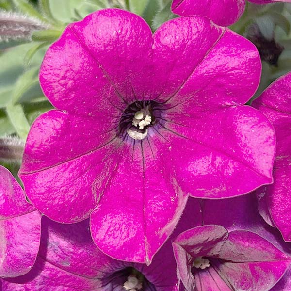 ペチュニア：カラフル3品種植え／フルーツピザ8号スリット吊鉢植え