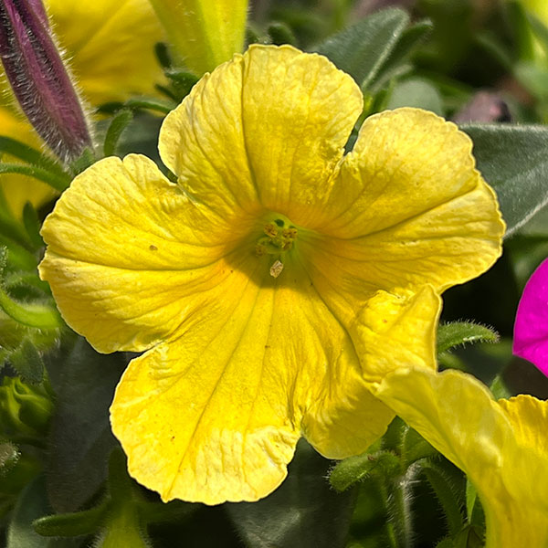 ペチュニア：カラフル3品種植え／フルーツピザ8号スリット吊鉢植え