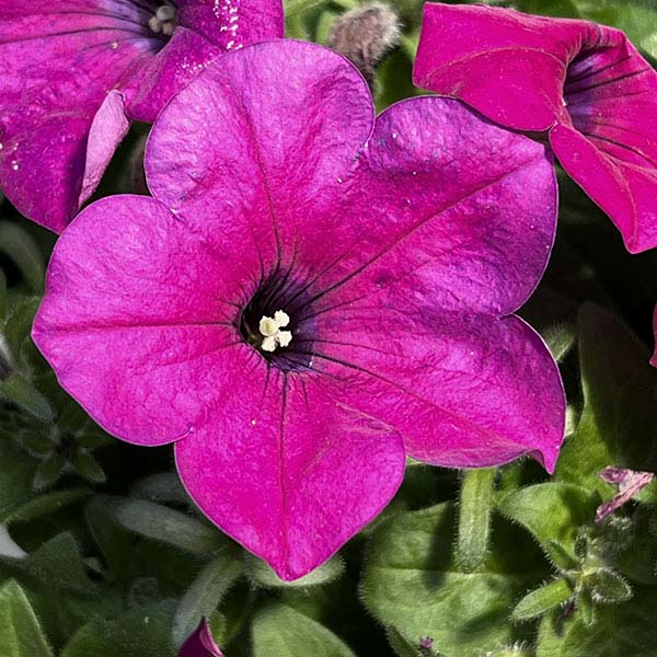 ペチュニア：カラフル3品種植え／フルーツピザ8号スリット吊鉢植え