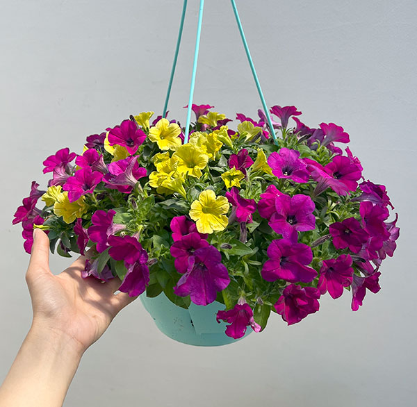 ペチュニア：カラフル3品種植え／フルーツピザ8号スリット吊鉢植え
