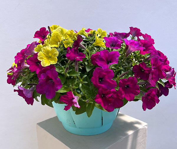 ペチュニア：カラフル3品種植え／フルーツピザ8号スリット吊鉢植え