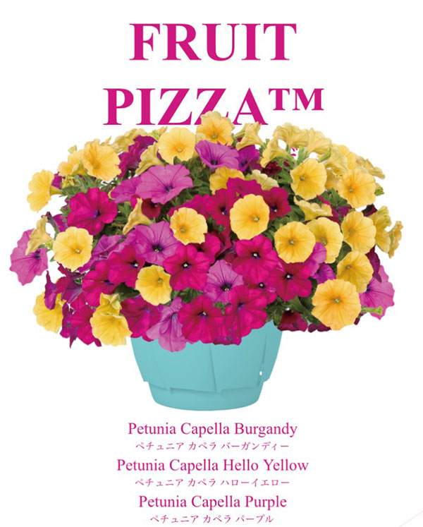 ペチュニア：カラフル3品種植え／フルーツピザ8号スリット吊鉢植え