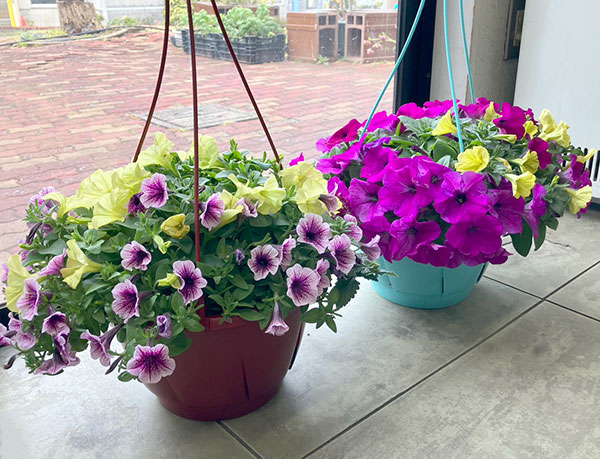 ペチュニア＆バーベナ：カラフル3品種植え／ハローフィエスタ8号スリット吊鉢植え