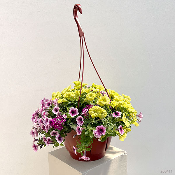 ペチュニア＆バーベナ：カラフル3品種植え／ハローフィエスタ8号スリット吊鉢植え
