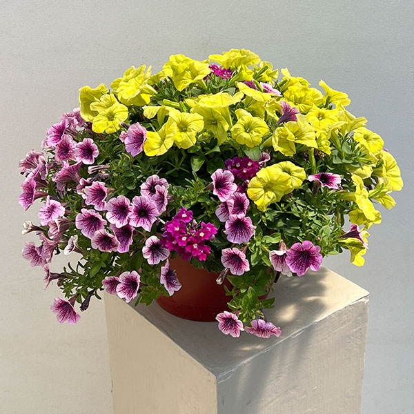 ペチュニア＆バーベナ：カラフル3品種植え／ハローフィエスタ8号スリット吊鉢植え