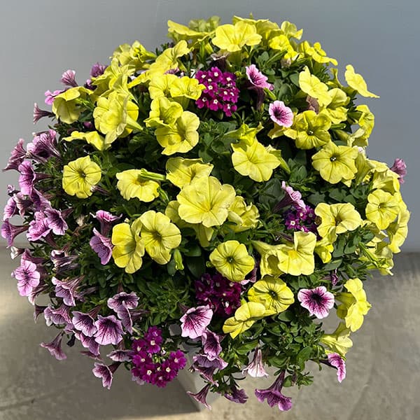 ペチュニア＆バーベナ：カラフル3品種植え／ハローフィエスタ8号スリット吊鉢植え